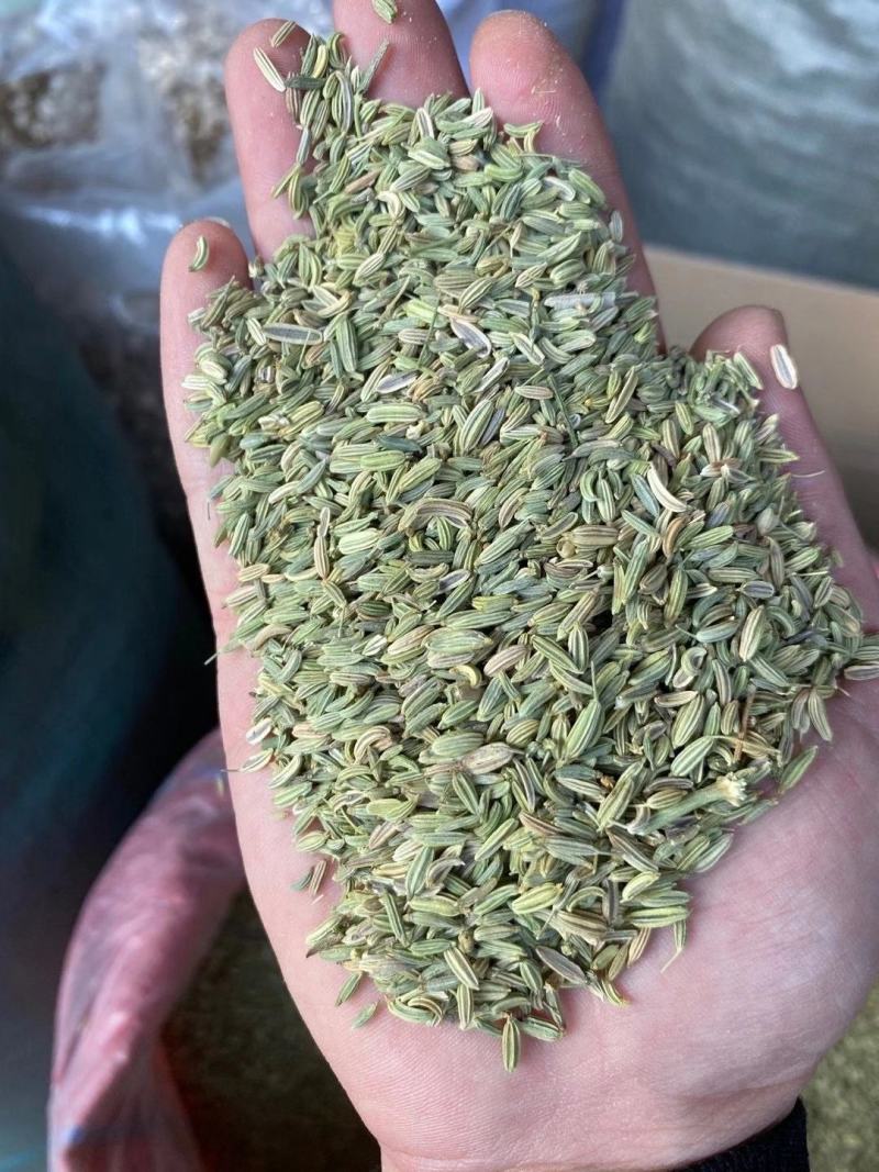 小茴国产特绿小茴产地直销价格实惠质量保证批发为主