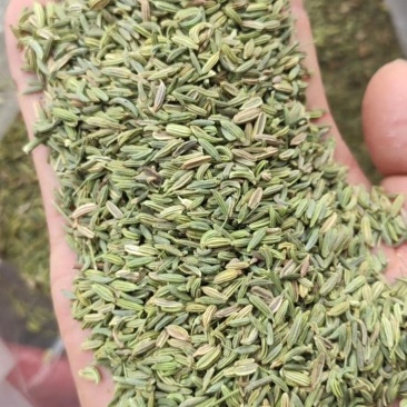 小茴国产特绿小茴产地直销价格实惠质量保证批发为主