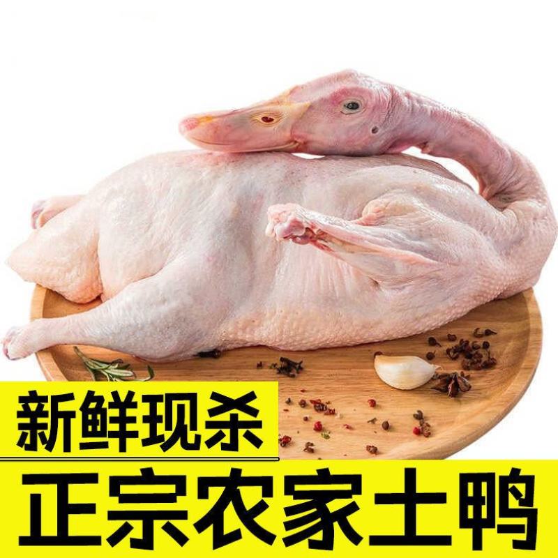 正宗土鸭新鲜鸭子农家散养活鸭子白条鸭麻鸭笨鸭鸭肉麻鸭冷冻