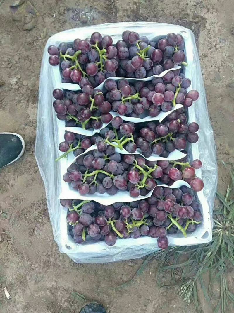 ，巨峰葡萄。冷库货源，口感好，质量保证，可以发往全国各地