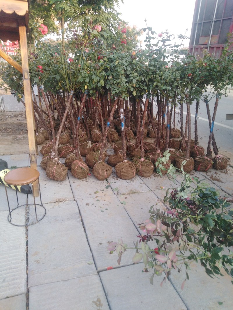树状月季50~60cm，那位老板需要的联系我