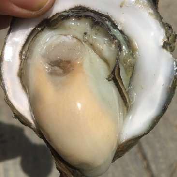 北部湾厚壳脆口生蚝（2.7两-4两/个）