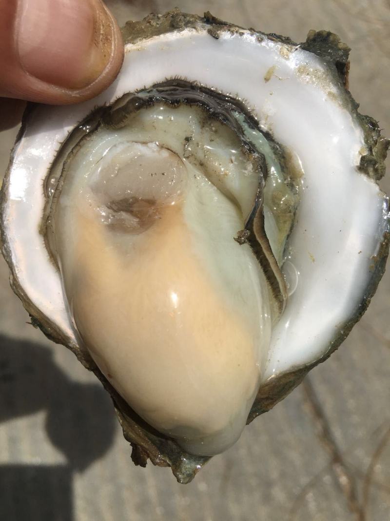 北部湾厚壳脆口生蚝（2.7两-4两/个）