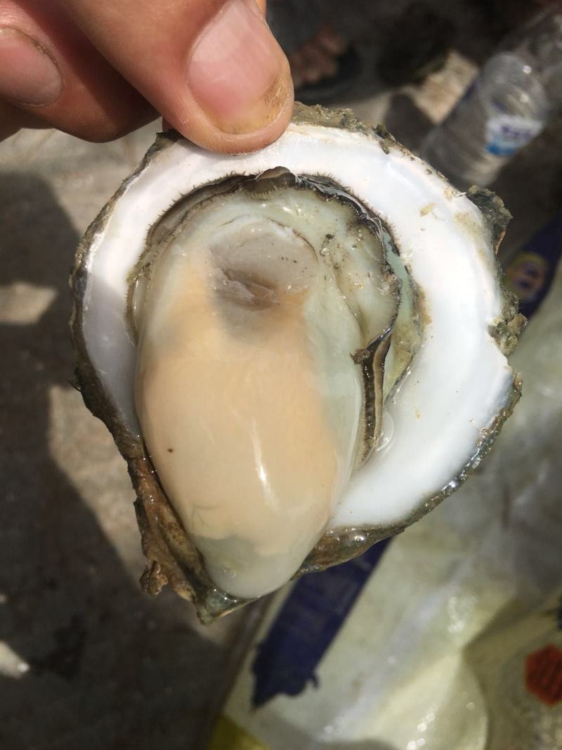北部湾厚壳脆口生蚝（2.7两-4两/个）