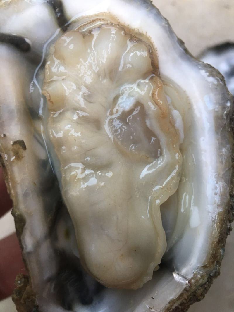 北部湾厚壳脆口生蚝（2.7两-4两/个）