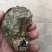 北部湾厚壳脆口生蚝（2.7两-4两/个）