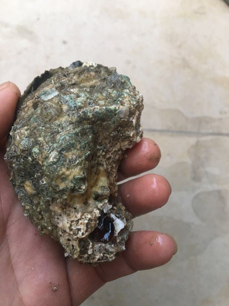 北部湾厚壳脆口生蚝（2.7两-4两/个）