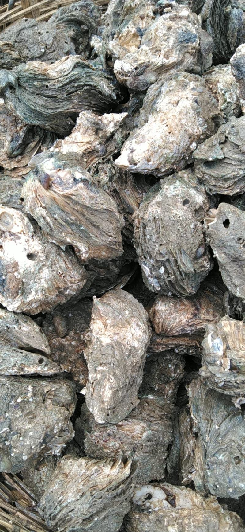 北部湾厚壳脆口生蚝（2.7两-4两/个）