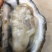 北部湾厚壳脆口生蚝（2.7两-4两/个）