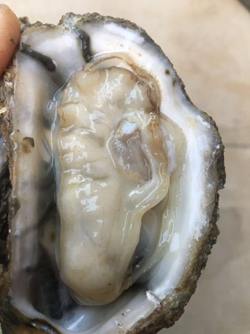 北部湾厚壳脆口生蚝（2.7两-4两/个）