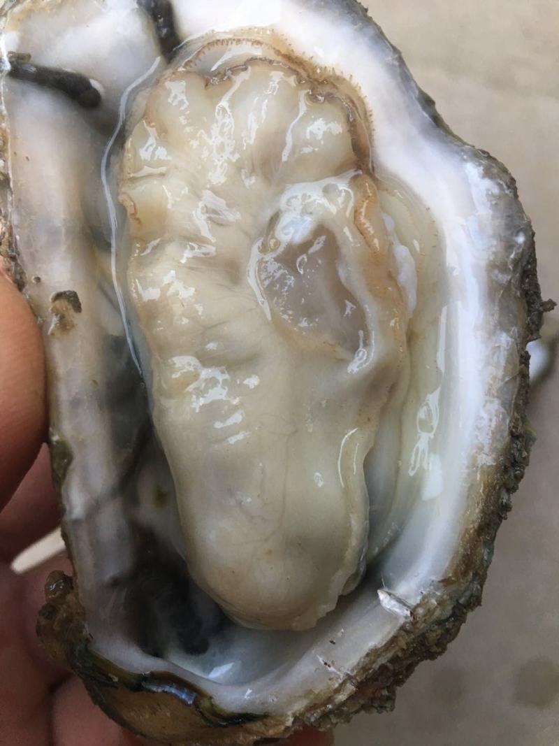 北部湾厚壳脆口生蚝（2.7两-4两/个）