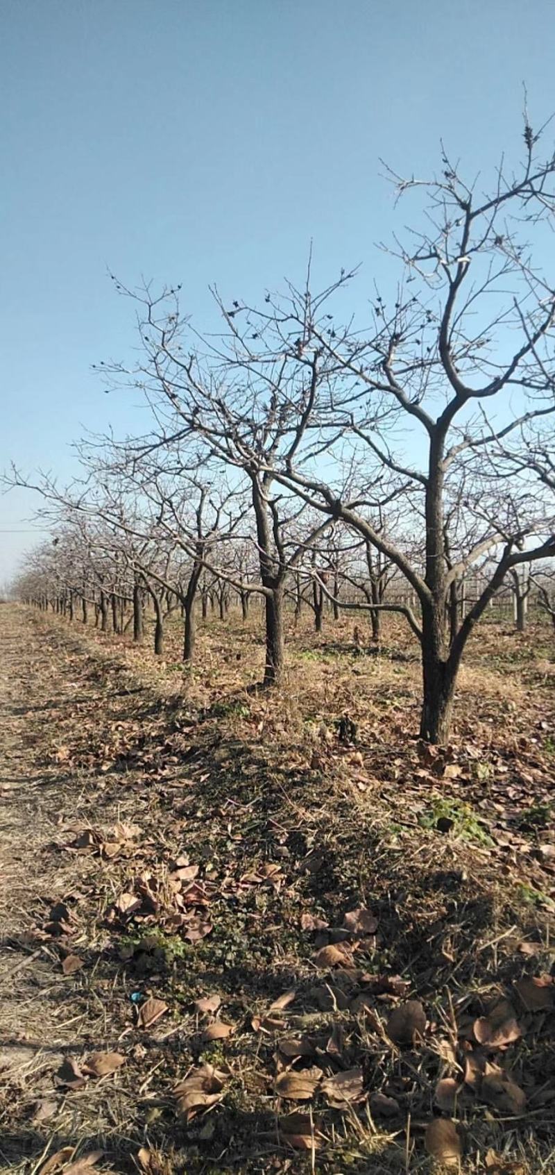 【基地直发】山西柿子树规格齐全绿化市政小区包上车技术支持