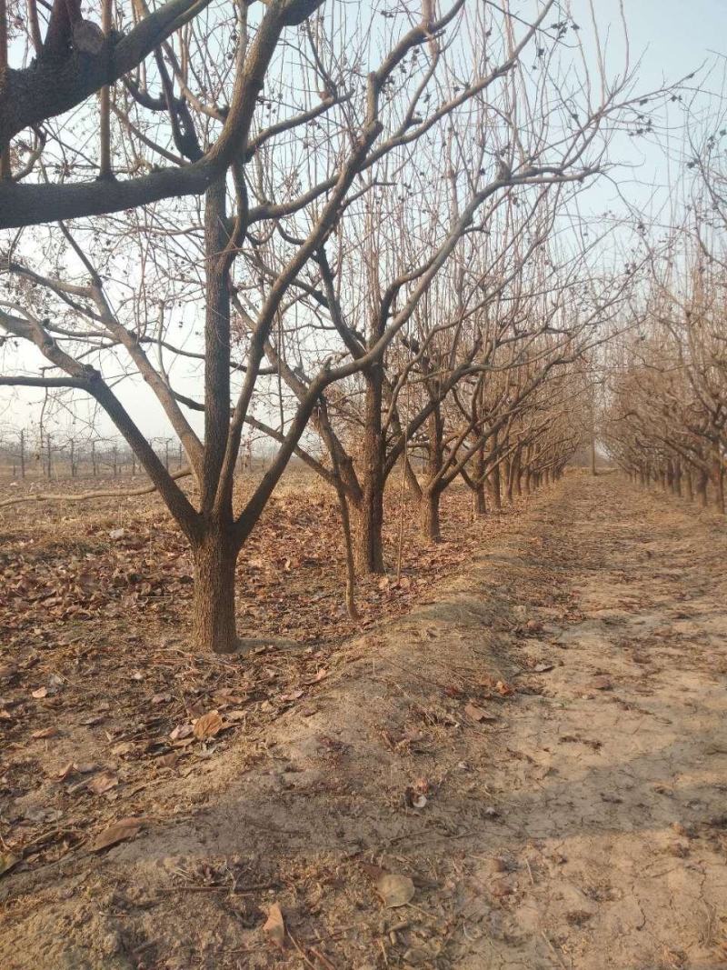【基地直发】山西柿子树规格齐全绿化市政小区包上车技术支持