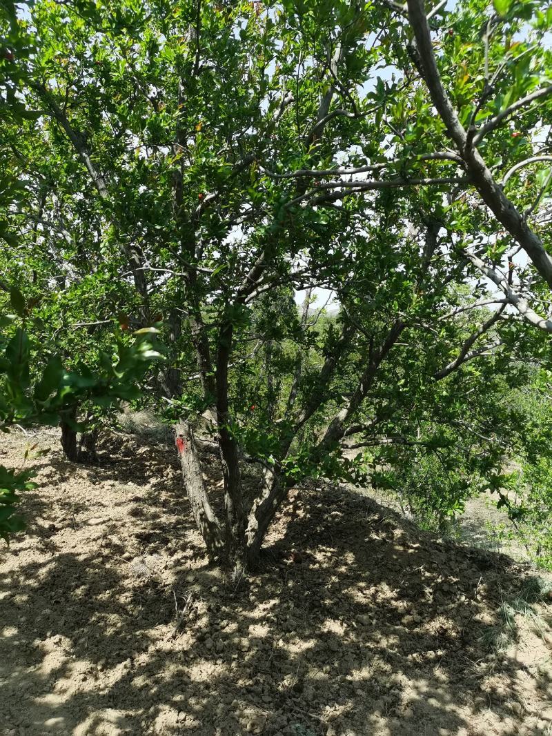 山西石榴树基地直发规格齐全绿化市政小区包上车技术支持