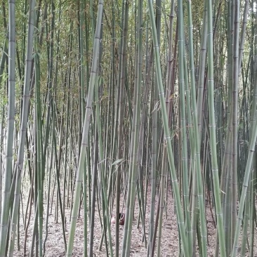 竹子拱棚子菜架竹子绿化用竹子，货源充足，自家种植