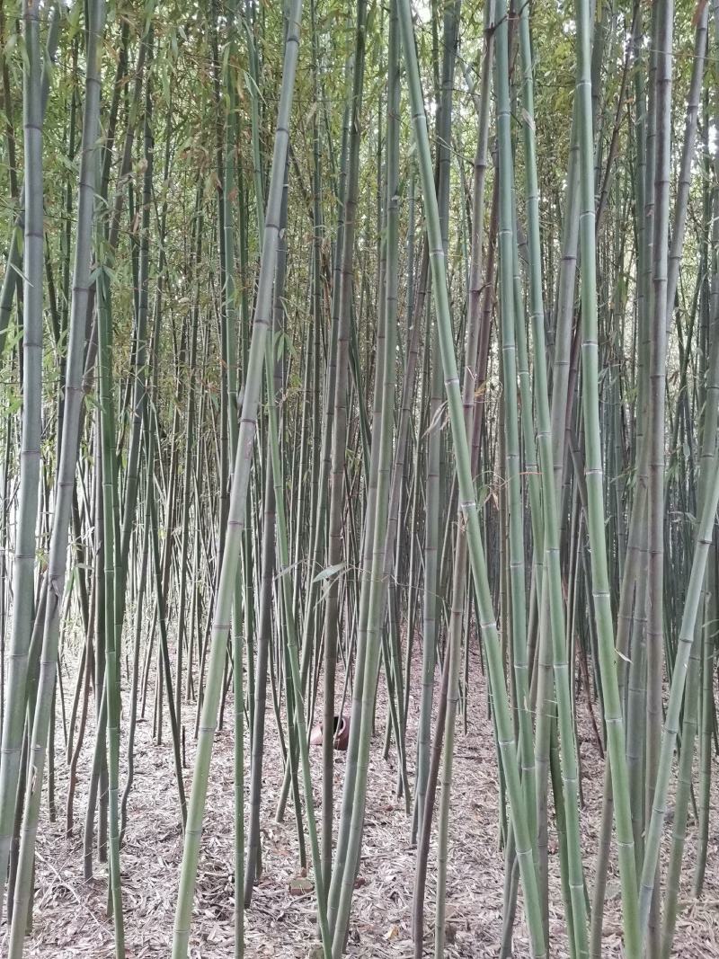 竹子拱棚子菜架竹子绿化用竹子，货源充足，自家种植