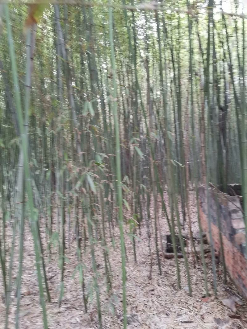 竹子拱棚子菜架竹子绿化用竹子，货源充足，自家种植