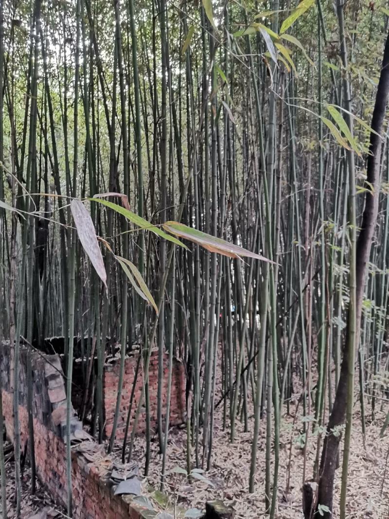 竹子拱棚子菜架竹子绿化用竹子，货源充足，自家种植