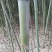 竹子拱棚子菜架竹子绿化用竹子，货源充足，自家种植