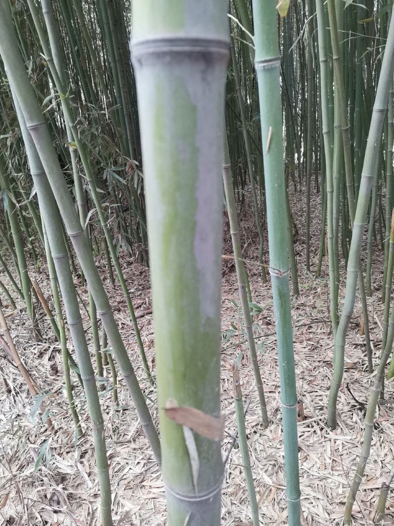 竹子拱棚子菜架竹子绿化用竹子，货源充足，自家种植