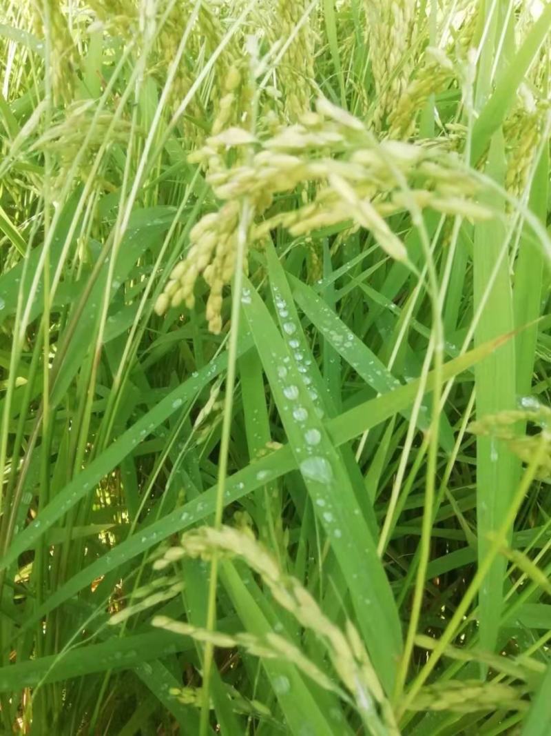 五常大米，香米，稻花香二号，长粒香