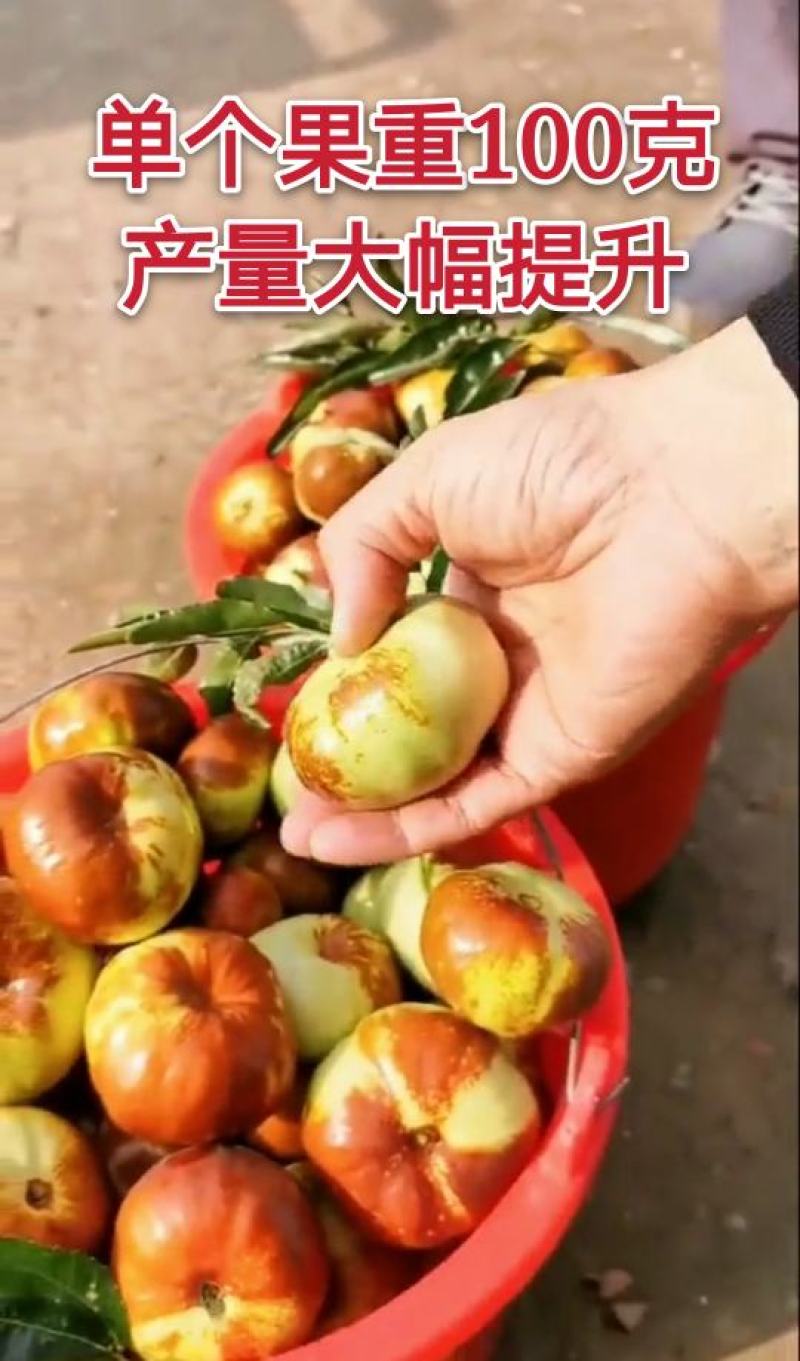【推荐】中华蟠枣2代苗果重100克含糖量26度卖疯了