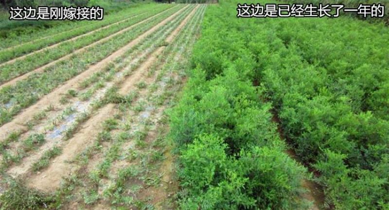 【推荐】中华蟠枣2代苗果重100克含糖量26度卖疯了