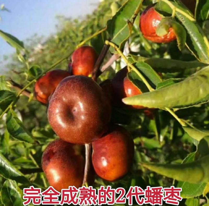 【推荐】中华蟠枣2代苗果重100克含糖量26度卖疯了
