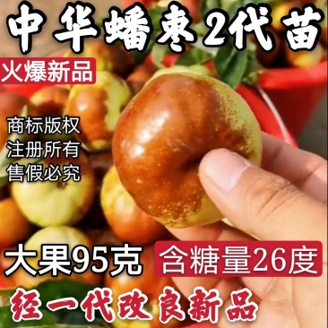 【推荐】中华蟠枣2代苗果重100克含糖量26度卖疯了