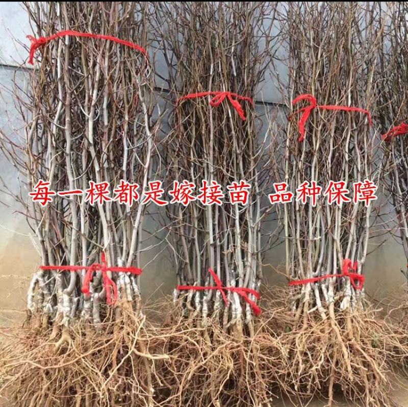 【推荐】中华蟠枣2代苗果重100克含糖量26度卖疯了