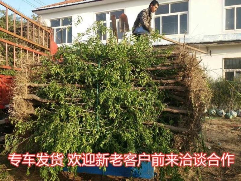 【推荐】中华蟠枣2代苗果重100克含糖量26度卖疯了