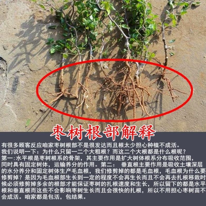 【推荐】中华蟠枣2代苗果重100克含糖量26度卖疯了