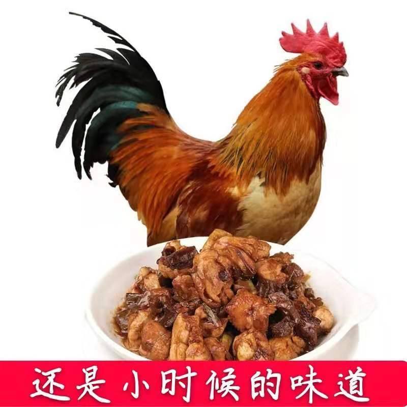 土鸡6~9月散养笨鸡