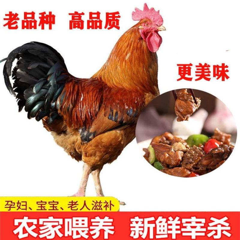 土鸡6~9月散养笨鸡