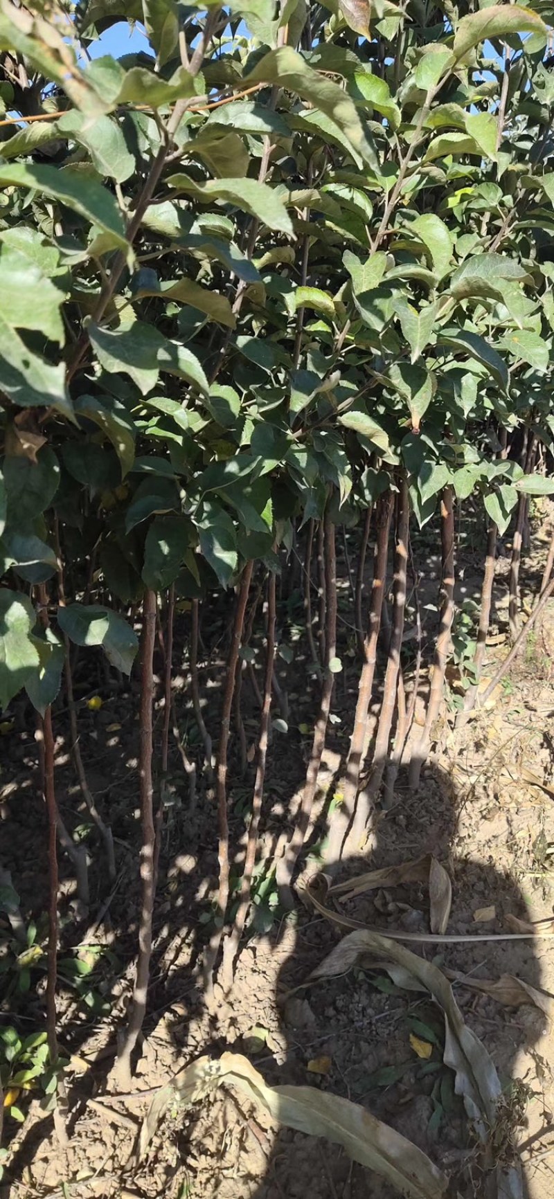 寒富苹果冰糖心，矮叉分枝根系发达盆栽，适合果园庭院