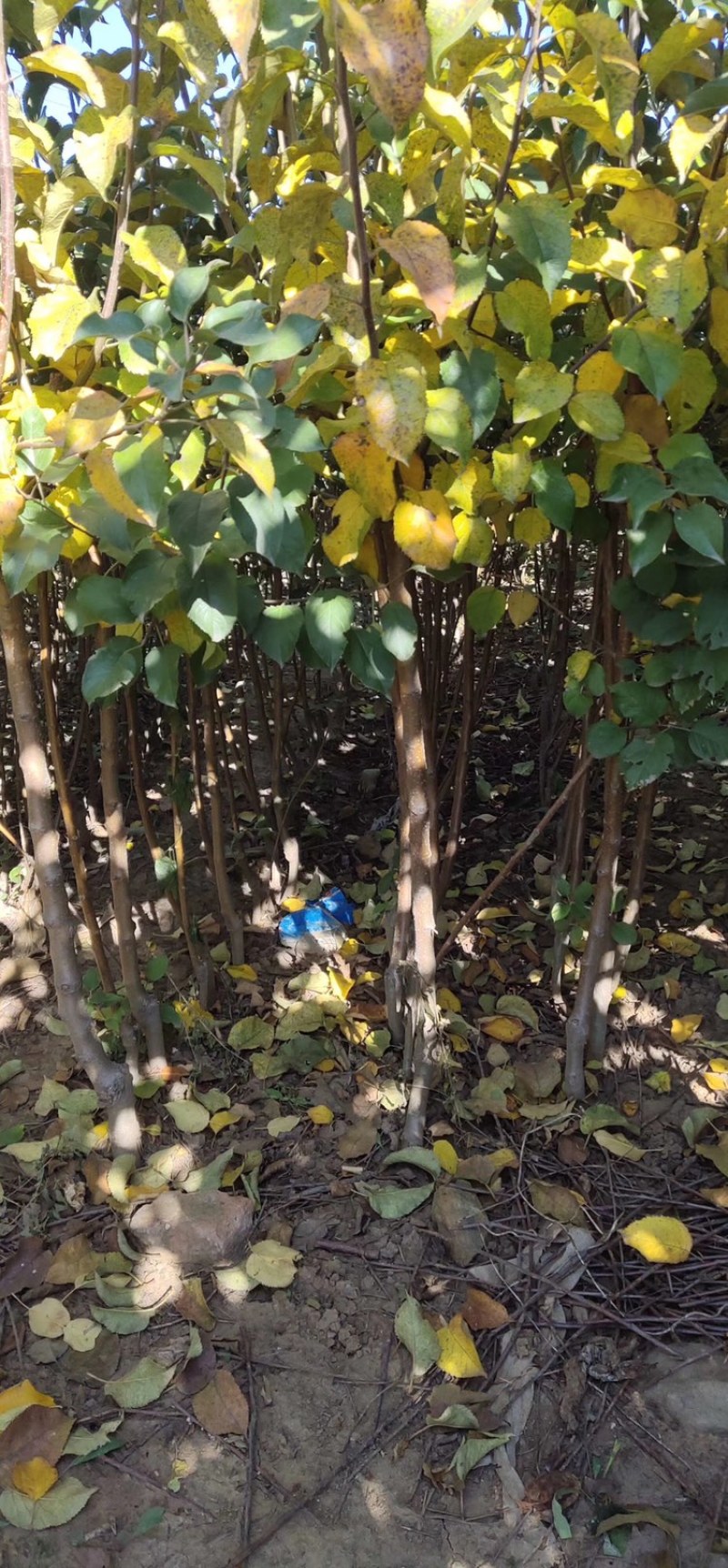 寒富苹果冰糖心，矮叉分枝根系发达盆栽，适合果园庭院
