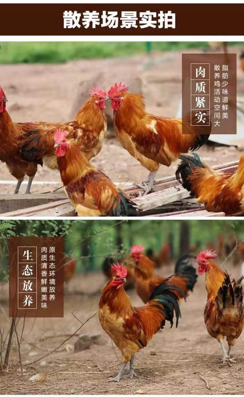 土鸡6~9月散养笨鸡