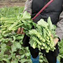 油菜苔，青油菜苔产地直供，货源充足量大从优