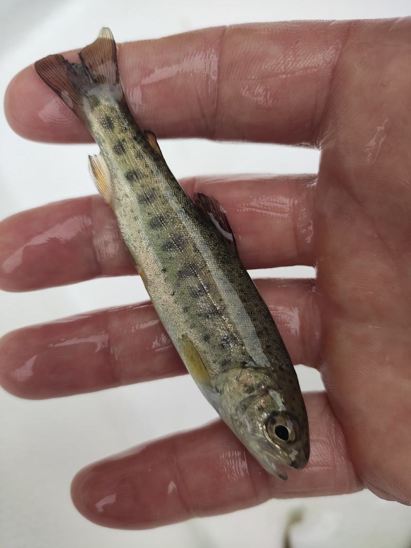 眉山优质鸭嘴鱼，虹鳟，金鳟鱼苗，鱼卵全国发货批发零售