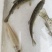 眉山优质鸭嘴鱼，虹鳟，金鳟鱼苗，鱼卵全国发货批发零售