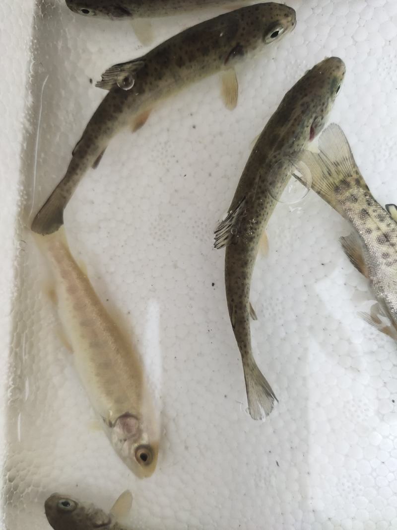 眉山优质鸭嘴鱼，虹鳟，金鳟鱼苗，鱼卵全国发货批发零售