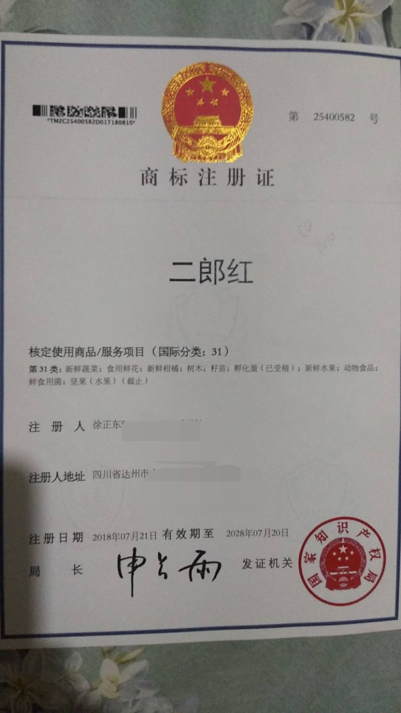 红油香椿苗大竹香椿苗巴山红香椿苗产地直发南北种植技术指导