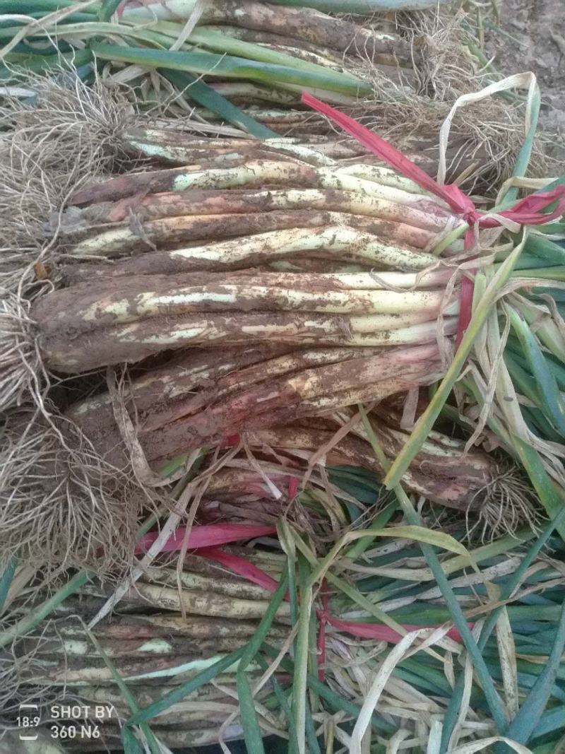 精品红葱，农葱叶绿杆粗，味道鲜美，牛羊肉的绝配，质优价廉