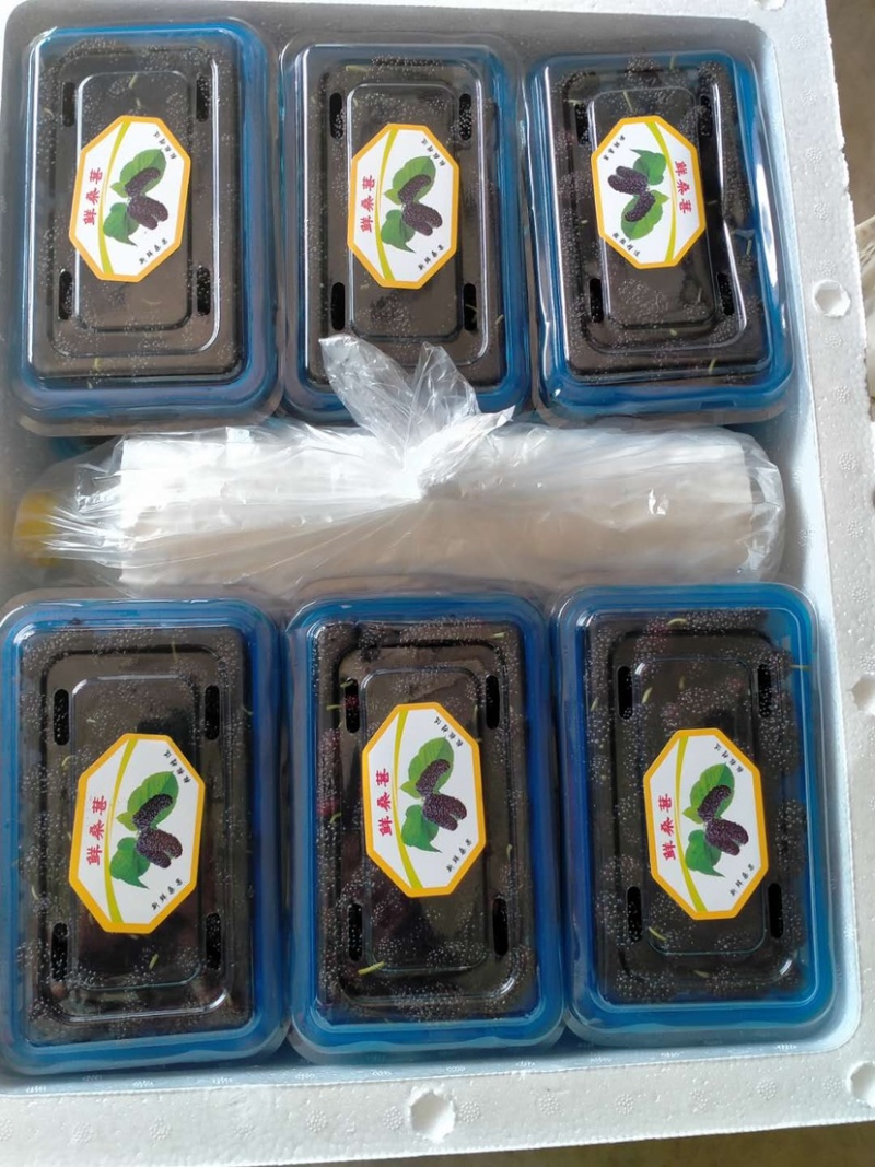 桑葚新鲜桑葚桑果桑果子