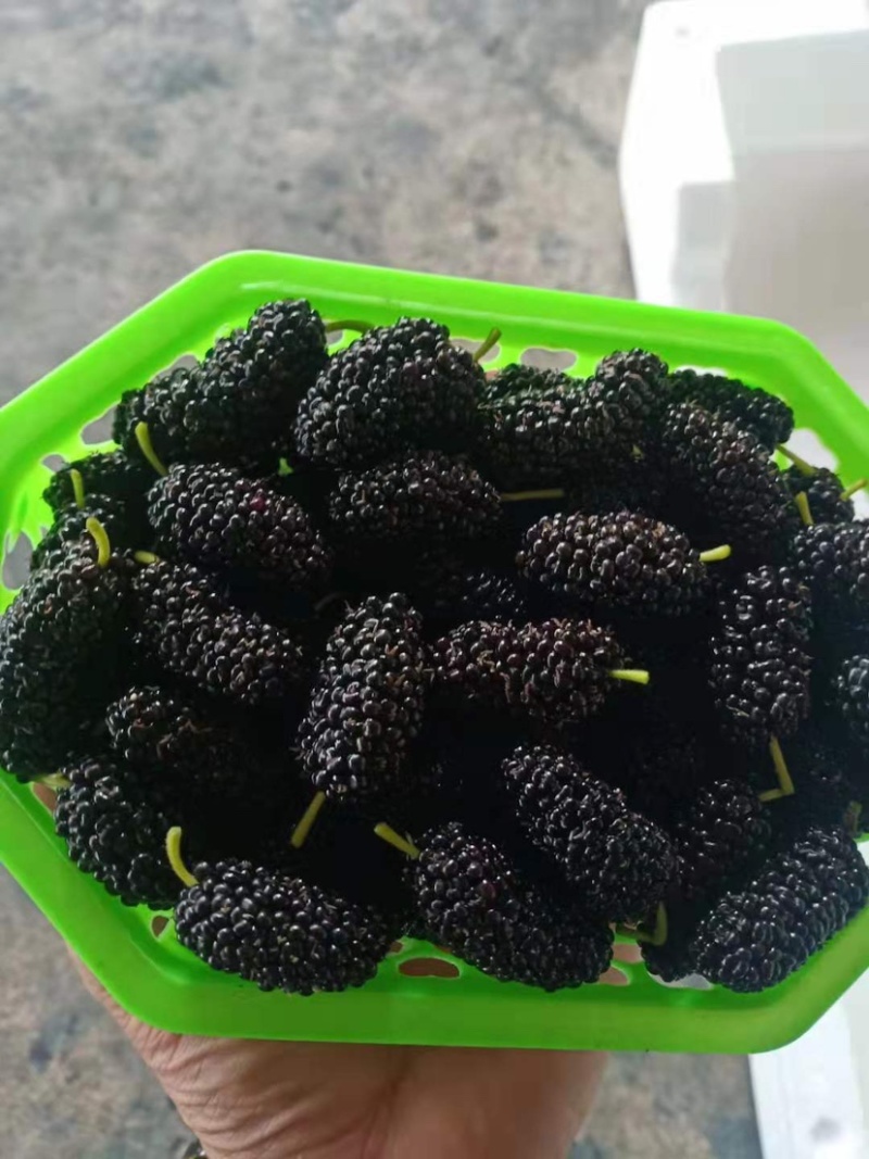 桑葚新鲜桑葚桑果桑果子