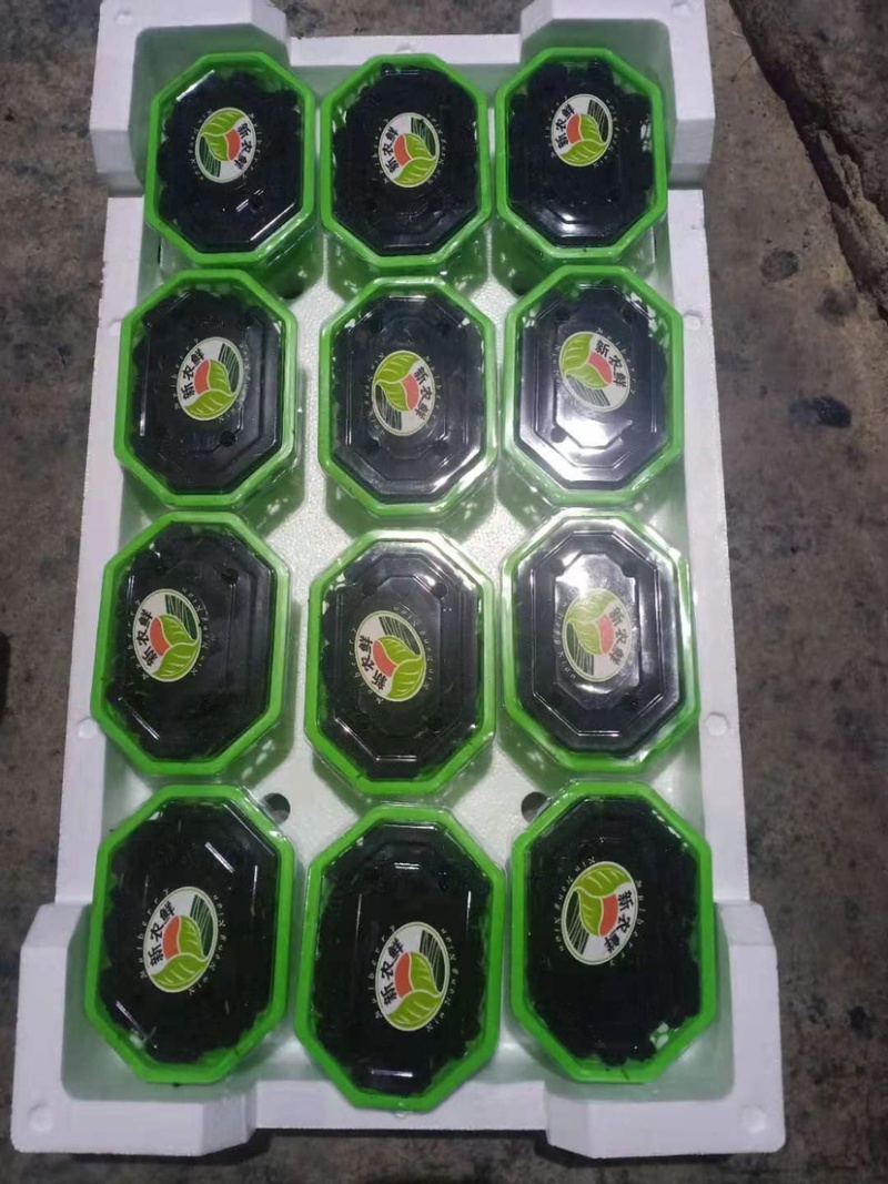 桑葚新鲜桑葚桑果桑果子
