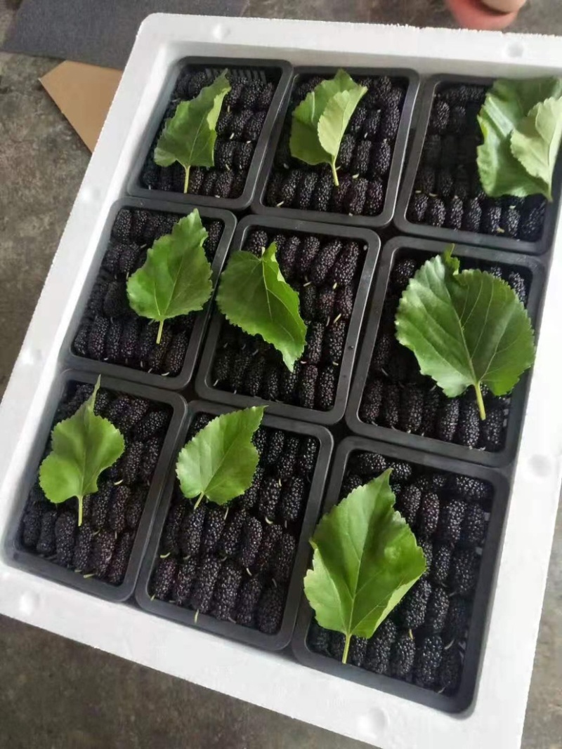 桑葚新鲜桑葚桑果桑果子