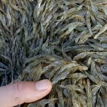 河虾，河虾，河虾冰鲜，鲜活河虾，中虾2-3左右