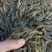 河虾，河虾，河虾冰鲜，鲜活河虾，中虾2-3左右