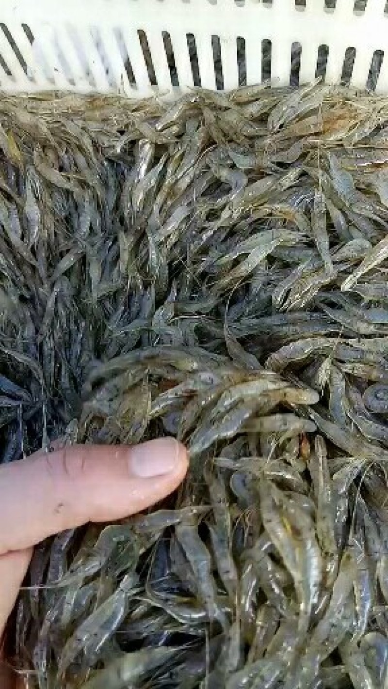 河虾，河虾，河虾冰鲜，鲜活河虾，中虾2-3左右